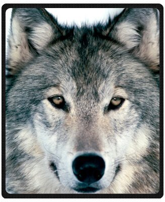 YISUMEI - 150 x 200 cm Decke - Wolf erwischt Fleecedecke,Kaschmir-Gefühl Kuscheldecke Geeignet für Bett oder Sofa
