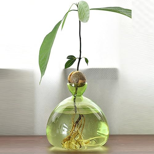 QSLKI Vase À Fleurs D'avocat en Verre, Kit De Croissance Hydroponique, Pot De Démarrage De Graines D'avocat, Culture D'avocat, Cadeau pour Les Amateurs De Jardinage, Décoration De Table (Vert)