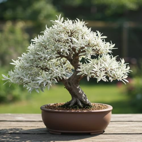 Live Dwarf White Willow Bonsai Tree Cutting to Grow - Stunning Silvery-Green Leaves - Fast Growing, Indoor/Outdoor Bonsai Material - Easy-to-Root & Bloom - Unique Living Gift for Plant Lovers