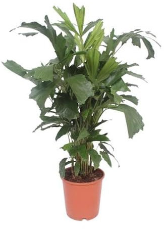 Fischschwanzpalme – Caryota Mitis – Zimmerpflanze – Ø24cm – 110cm – tropische Palme mit fischschwanzförmigen Blättern – pflegeleichte & luftreinigende Pflanze für Zuhause & Büro