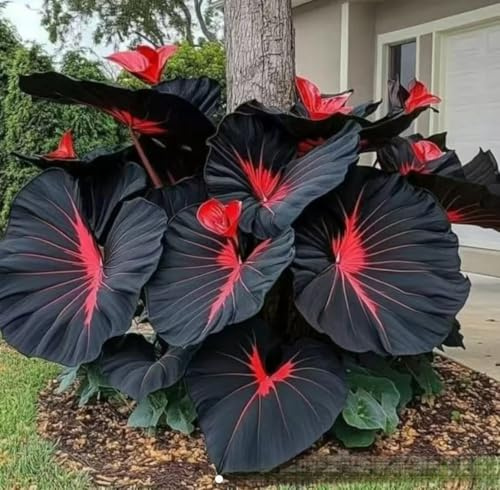 1000 Stcs gemischte große Elefantenohren, Blumenzwiebel Mix, Winterhart zwiebeln, Winterhart pflanzen, Mysteriöse magische Glühbirne (A1)