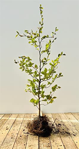Fagus sylvatica Rotbuche Heckenpflanze wurzelware, winterhart, deutsche Baumschulqualität, schnittverträglich, pflegeleicht