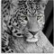 Pixxprint Glasbild, Wandbild auf Echtglas, ruhender Leopard, 70x70 cm, inkl. Aufhängung und Abstandshalter