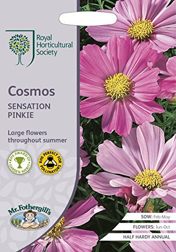 Mr Fothergills - Flower - RHS Cosmos Sensation Pinkie - 150 Seeds