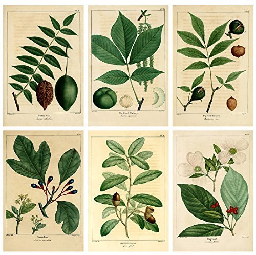 Meishe Art Jahrgang Plakatdruck Plakate Drucken Kunstdrucke Botanische Grüne Pflanzen Blätter Pop Altmodisch Illustration Retro Zu Hause Wand Dekor 6pcs