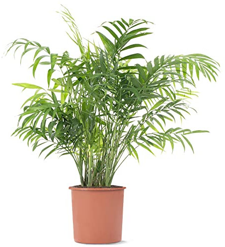 Parlour Palm Evergreen Indoor Houseplant | Tall Air Purifier for Home | Chamaedorea Elegans in Pot | 70-80cm (Incl. Pot)