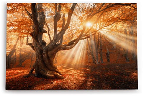 Paul Sinus Wandbild 120x80cm Große Eiche Baum Herbst Herbstblätter Sonnenstrahl Wald