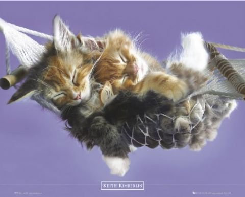 Keith Kimberlin – Katze – 40 x 50 cm Poster