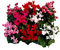 Pianta di Ciclamino in vaso da 10 cm, colori assortiti, kit da 8 pezzi, altezza 30-35 cm