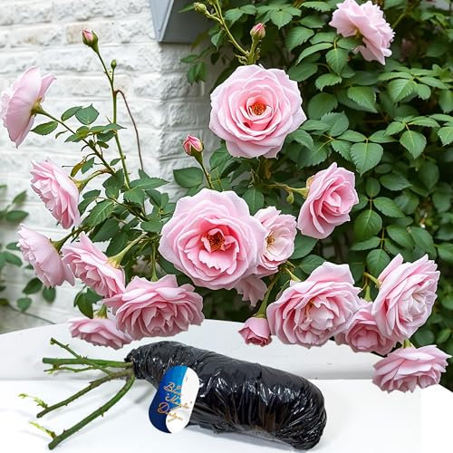 Bare Root Pink Climbing Rose 'Blossomtime' – Fragrant, Hardy Climber for Vertical Garden Displays & Pathway Beautification