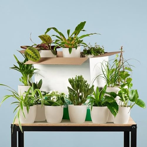 Zimmerpflanzen Set – 12 Pflanzen inkl. Topf Viber Weiß – Überraschungsbox „Rette Mich“ – Zimmerpflanzen für Zuhause, Büro & DIY-Pflanzenliebhaber