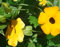 Stauden Kletterpflanze Gelb Thunbergia Alata (Black-Eyed Susan Rebe) 200 Samen