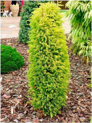 GrowOn Shrubs [x2] Dwarf Conifer Juniperus Communis 'Gold Cone' (Suecica Auera) | Multi-Pack | Evergreen Shrubs | Outdoor Garden Ready Plants