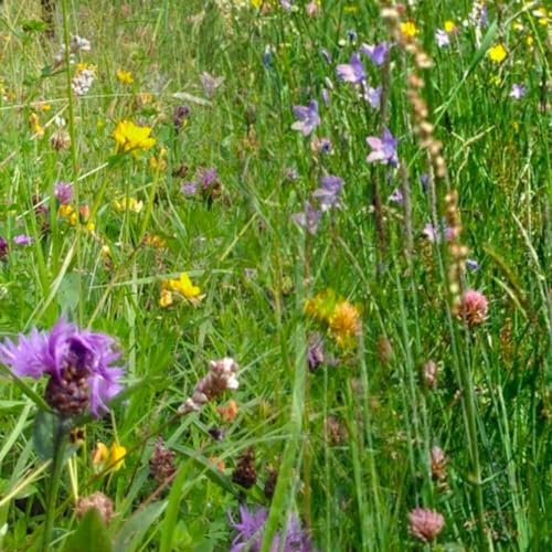 MRS Mélange d'herbes pour chevaux - 250g pour ±1.500 m² - Pâturage sain et savoureux pour les chevaux - Herbes annuelles et vivaces