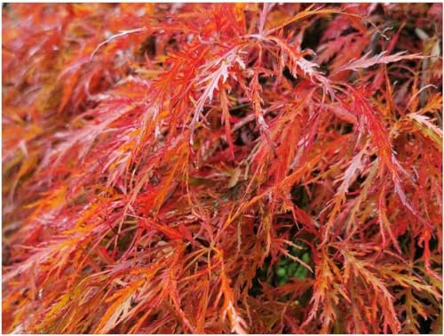 ACER PALMATUM 'DISSECTUM', Japanese Maple - Cut Leaved, Beautiful Foliage, Striking Autumn Colours, Ornamental Tree