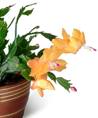 Christmas Cactus - Yellow 'Lime Light Dancer' - 1 x Full Plant in 13cm Plant Pot - Indoor Plants - Indoor Christmas Cactus Plants - Cactus - Cactus Plants - Christmas Cactus Plants - Premium Plants