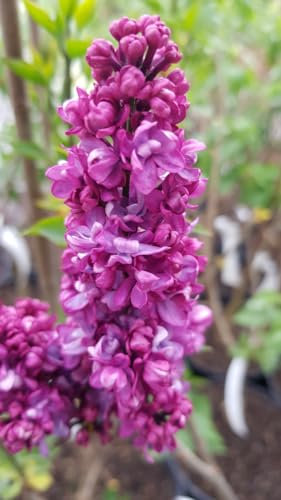 Syringa vulgaris 'Charles Joly' / Lilas commun rouge bordeaux/Conteneur de 7 à 10 litres