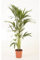 Blumen-Senf Kentia Palme 140-150 cm Howea forsteriana
