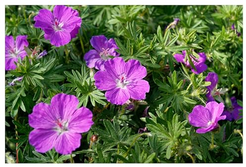 3 x Geranium sanguineum 'Dilys' (Winterhart/Stauden/Staude/Mehrjährig/Bodendecker) Pinker Blut Storchschnabel - Leuchtende Blüten für monatelange Gartenfreude - Bienenfreundlich - von Stauden Gänge
