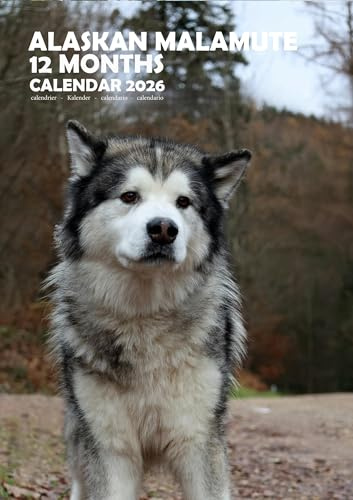 Alaskan Malamute Hunde-Wandkalender, A3, Spiralbindung, vollfarbig