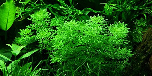 Limnophila Sessiliflora - Ambulia - 2 Bunch - Live aquarium plant