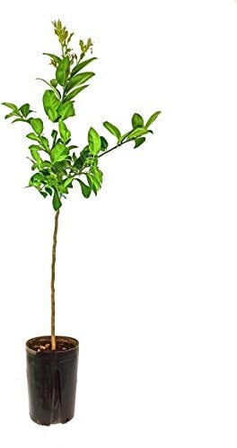Limon 4 Estaciones 160cm altura maceta 20cm limonero citrico