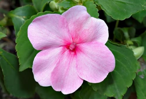 Busy Lizzie Pink - Baby Series - 120 Seeds + Plant tag + Freebie - Impatiens walleriana Top Flowering