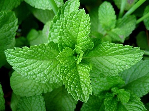 SEMI DI GERMINAZIONE: 5000 Mentha piperita (menta) Graines - W/poursuite