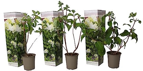 Plant in a Box - Hydrangea paniculata 'Silver Dollar' - Set von 3 - Hortensie - Garten - Topf 9cm - Höhe 25-40cm
