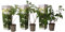 Plant in a Box - Hydrangea paniculata 'Silver Dollar' - Set von 3 - Hortensie - Garten - Topf 9cm - Höhe 25-40cm
