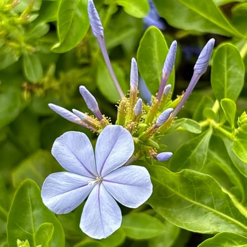 plumbago stämmchen, deko gewächshaus balkon exotische bienenfreundliche 15samen