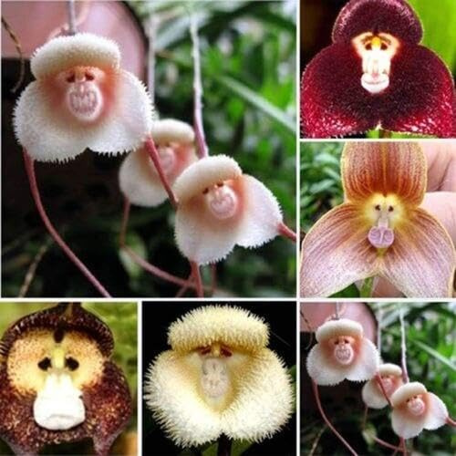 80 Stück gemischte Affengesicht-Orchideensamen