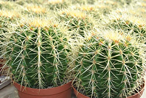 Echinocactus grusonii,Schwiegermutterstuhl,groß+kräftig,15cm Durchmesser,14er Topf