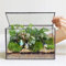 Glas-Pflanzgefäße, Terrarium mit Deckel, geometrische Pflanzen, Terrarienbehälter für Moos, Zimmerpflanzen, Tischplatte, rechteckig, schwarz, Terrarium, Pflanzkasten für Schreibtisch, 21,6 cm L x 12,9