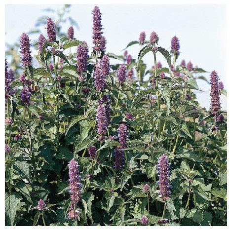 Agastache Rugosa 'Liquorice Blue' / Anise Hyssop/Seeds