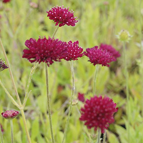 Blumixx Stauden Knautia macedonica 'Mars Midget' – Mazedonische Witwenblume, purpurrot blühend, winterharte Staude, insektenfreundlich, für Naturgarten