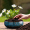 Lotus Bowl Pot de fleurs en céramique pour plantes succulentes hydroponique Bleu