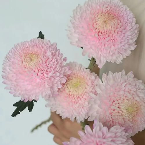 semi di fiori crisantemi piante per giardino piante resistenti in vaso crisantemo resistente semi di fiori da balcone perenni resistenti rare, decorazione del soggiorno selvatici da 100pcs