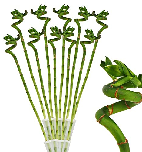 10-pc Lucky Bamboo glücksbambus Dracaena Sanderiana 40cm long