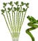 10-pc Lucky Bamboo glücksbambus Dracaena Sanderiana 40cm long