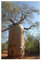 Adansonia rubrostipa - afrikanischer Affenbrotbaum - Baobab - 3 Samen