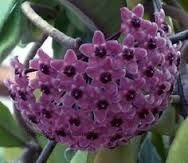 Hoya carnosa Blue Sky - Corda Hindu - impianto di cera - 10 semi