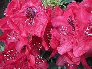 Rhododendron Hybride Aeschbachers Rubin - Großblumige Alpenrose - 30-40
