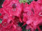 Rhododendron Hybride Aeschbachers Rubin - Großblumige Alpenrose - 30-40