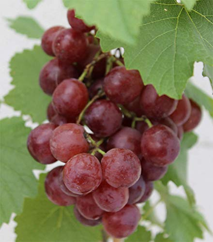 Vitis vinifera Red Flame Seedless - kernlose Weintraube - Tafeltraube