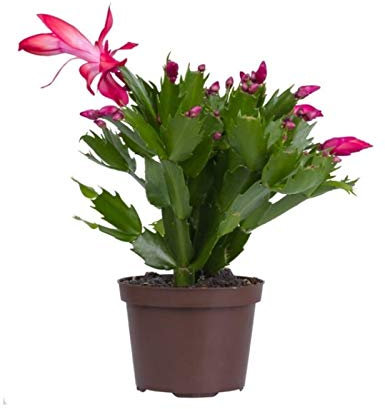 Cactus de Navidad, Santa Teresita o Schlumbergera Planta Natural Planta de Navidad