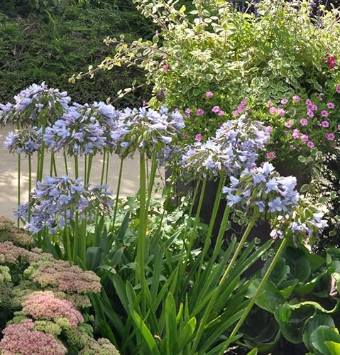 Liebesblume Schmucklilie Twister - Agapanthus africanus