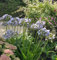 Liebesblume Schmucklilie Twister - Agapanthus africanus