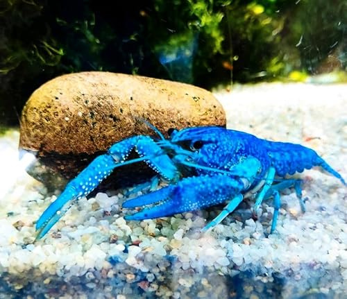 Generisch Garnelenglück - Blaue Floridakrebse - Procambarus alleni - Verschiedene Größen (9-12 cm)