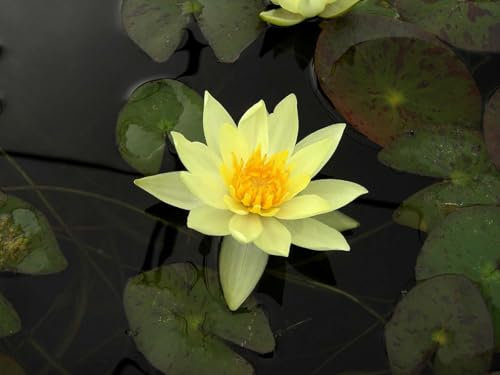 Ninfea Pygmaea Helvola pianta viva a radice nuda – Ninfea nana con fiori gialli – Ideale per mini laghetti, vasche, terrazzi – Crescita compatta, facile coltivazione, spedizione sicura